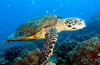 tortue au parc marin de nosy tanikely