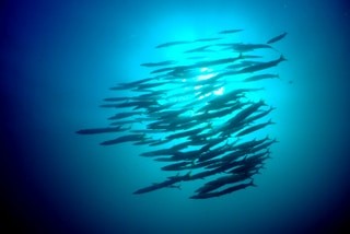 Barracudas en plongée à Nosy Be Madagascar