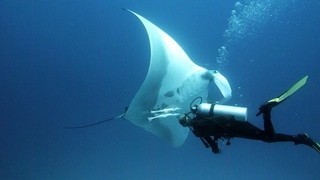 Manta en plongée à Madagascar