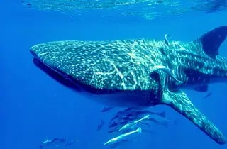 whale shark in nosy be waters in october