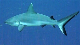 Requin Gris à Nosy Be Madagascar