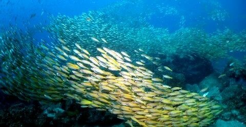 school of snappers on nosy be dive sites