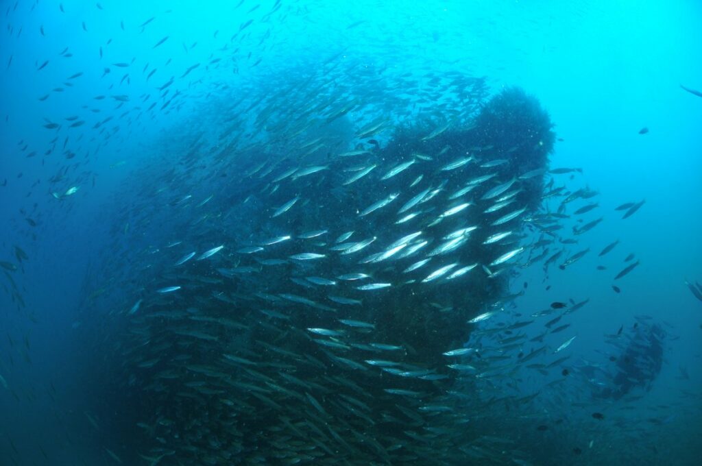 Coralli - Manta Diving Nosy Be